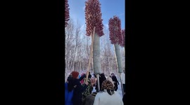 Sweet tooth holidaymakers join game to bag dozens of tanghulu from trees