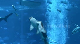 Unexpected behavior: Shark fin biting incident captured in China