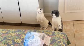 Curious cats act like meerkats as they met owner's baby for first time