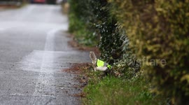 Chicken that loves to wander given high vis jacket to help it cross the road