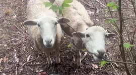 Australian wool production forecast to drop to 100-year low