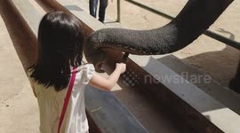 Adorable toddler feeding elephant by herself alone