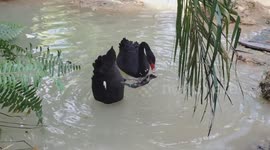 Black swans synchronized swimming