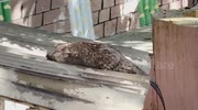 temp