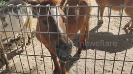 Horse bites iron trying to escape from enclosure