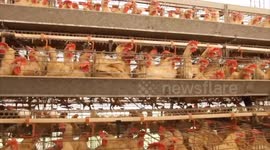 US: CDC Confirms First Severe Case of H5N1 Bird Flu in the United States