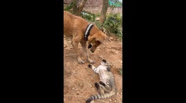 Dog and cat interaction in Jharkhand, India