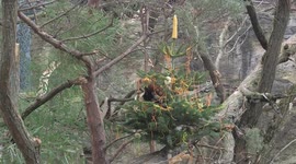 Red pandas receive carrot tinsel and bamboo bread for Christmas treat