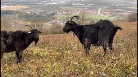 'Escape artist' goat returns home after three months in 