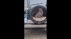 Driver uses spare tire as mobile dog kennel on his jeep