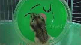 Adorable Mini Hamster Exercising
