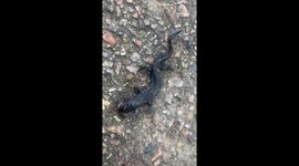 Still alive? An overdriven common newt on a cycle path next to the Kiel-Canal, Schleswig-Holstein, Germany.
