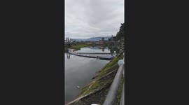 Dog running over trash trap