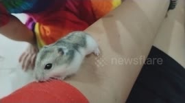 Adorable mini hamster crawling on owners hands