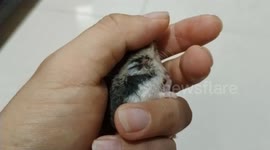 Adorable dwarf hamster inside owner hand