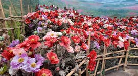 Opium Museum on the Golden Triangle in Thailand depicts the illicit trade