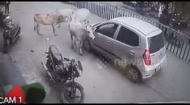 Car dragged calf for 200 meters,Herd of cows chase and stop car to rescue calf  in Raigarh