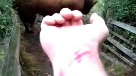 Chased, cornered by bulls on a public footpath