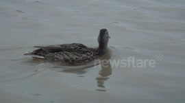 Denver Flood Baseball Field 