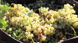 Season of grape harvest on progress in Spain