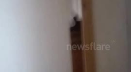 Blossom - Screams Ohh Noo with her old smokers voice! 