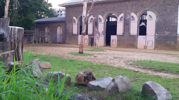 Naughty giraffe at London Zoo finally agrees to go to bed