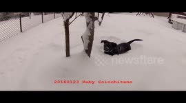 20160123 Puppy first snow