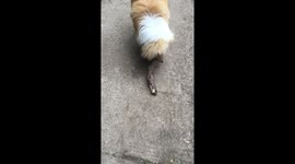 Sonny - Rough Collie