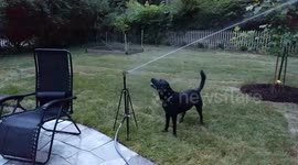 Dog vs Sprinkler
