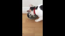 Cat Drinks Water
