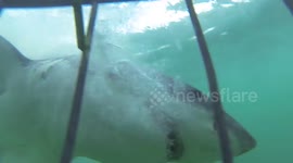 Angry great white shark crashes into diving cage