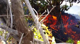 Volcano lava flow hits mango tree and sets it on fire