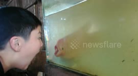 Fish opens its mouth to imitate boy