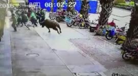 Buffalo on the loose in Chinese city