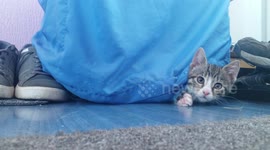 Cute Kitten Having Fun With Chair [4K Video]