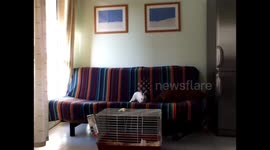 Rachel's binking rabbit...