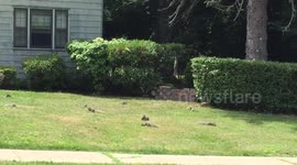 Yard overtaken by squirrels