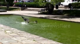 Crow attacks group of ducks