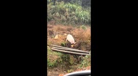 Pig responds to owner's call in Hunan, China