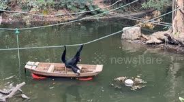 Spider monkey rows boat to retrieve food in Guangzhou, China