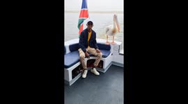 Pelican attempts to bite man on a boat in Walvis Bay, Namibia