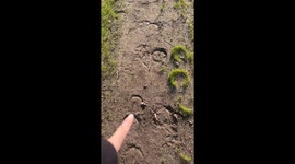 Grass grows in horseshoe shape on a path in Elverta California, USA