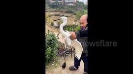 Heron with clam latched onto its foot rescued and released by group in China