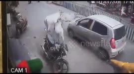 India: The calf was being dragged under the car, the cows ran and surrounded the car