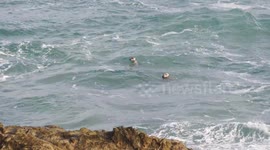 Loved up seals sheltering from the wild waves, Fly cellars, Newquay Harbour, Cornwall UK.
