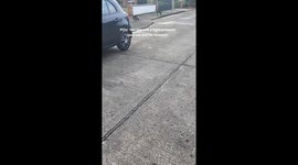 Cat is disappointed that his owner stops him from fighting