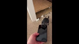 Mongolian Gerbil Writes His Christmas List