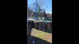 goats on a trampoline