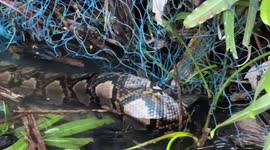 Huge wild python tangled in net during floods is carried to safety
