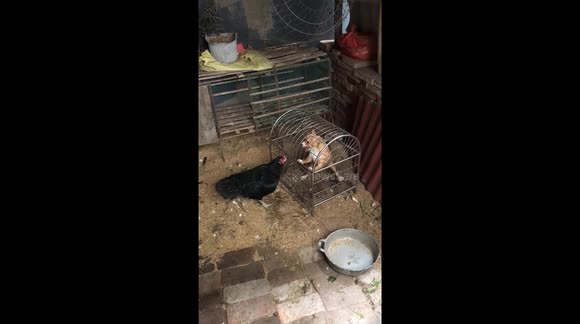 This chicken and dog like to tease each other despite being isolated